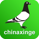 中国信鸽信息网app官方版
